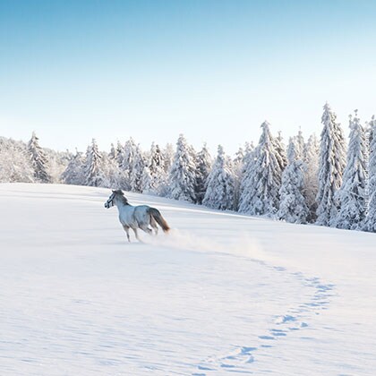 23_01_Thomsen-Team-Winterwonderland_Vorschaubild-420x420px