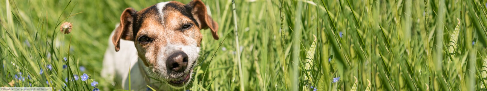 IfItDoesntMatchAnyMedia