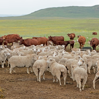 Beitrag_VorschauRindSchaf