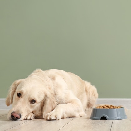 Verdauung und Verhalten