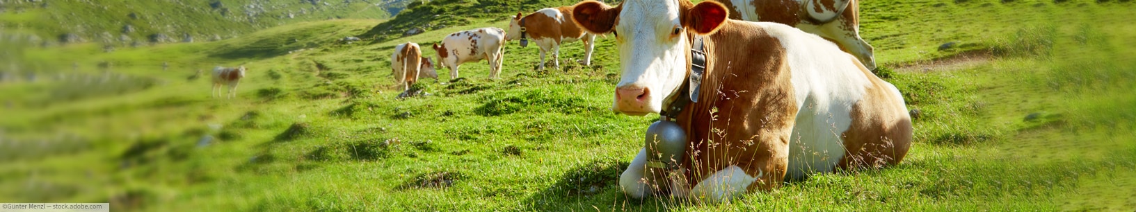 IfItDoesntMatchAnyMedia