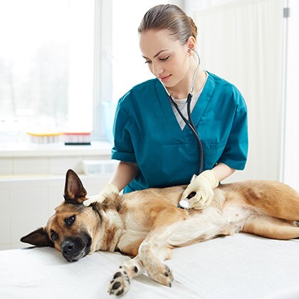 Giardien_Vorschau-neu