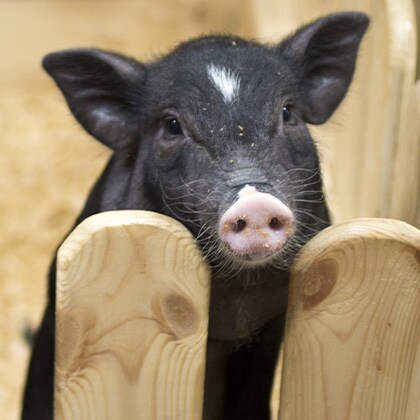 Vorschau_Hausschwein