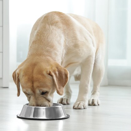 Futtermittelallergie_Vorschau