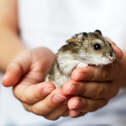 Hamster_handzahm_machen_Vorschau