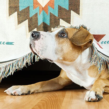 Silvesterangst_Vorschau