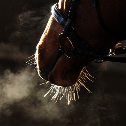 Pferd_Husten_Vorschau