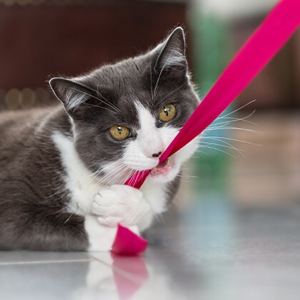 Katze_Geschenkband_Vorschau