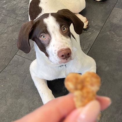 Hundekekse_backen_Vorschau