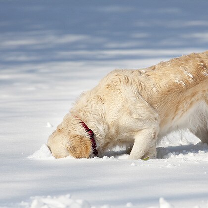 Hund_frisst_Schnee_Vorschau