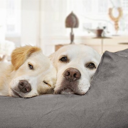 Orthopädische_Hundebetten_Vorschau