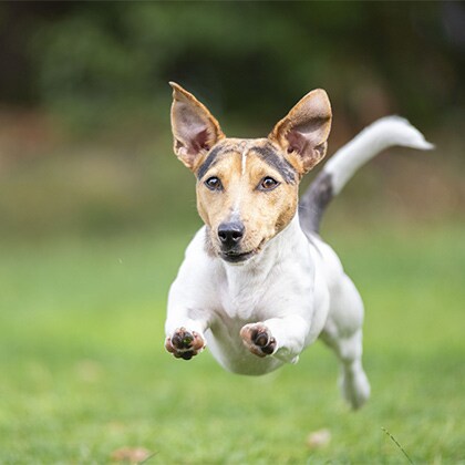 Schmerzerkennung_Hund_Vorschau