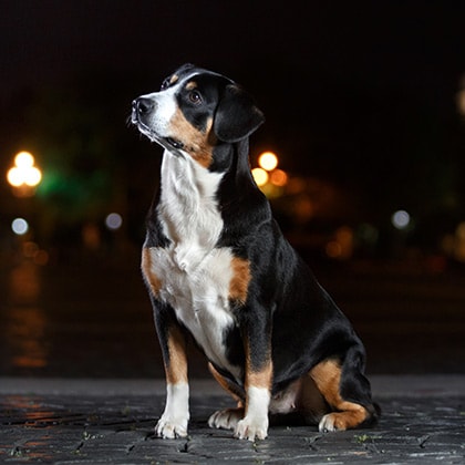 Dunkle_Jahreszeit_Vorschau