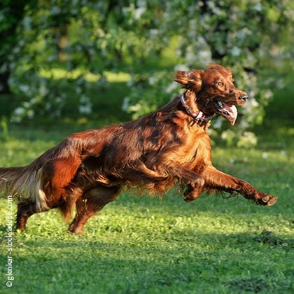 23_06_15_Arthrose-beim-Hund_Vorschau-mit-Quelle