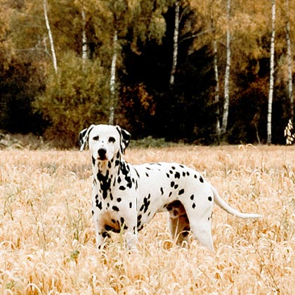 Getreidefreie_Ernährung_Vorschau