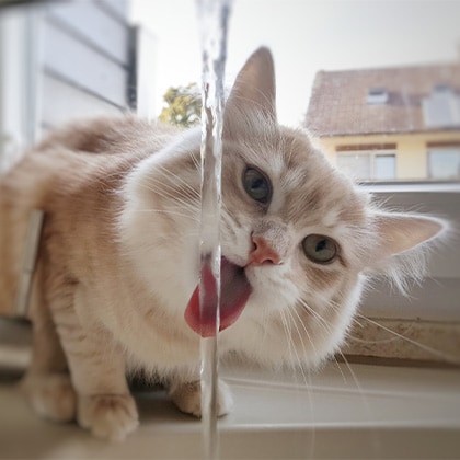 Katze-trinkt-zu-wenig_Vorschau