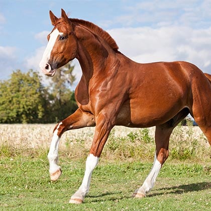 Pferd-Muskulatur-Vorschau