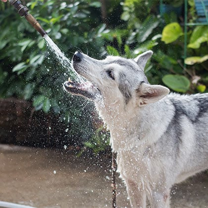 Hund_trinken_Vorschau
