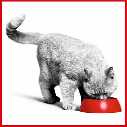 Mischfütterung_Vorschau