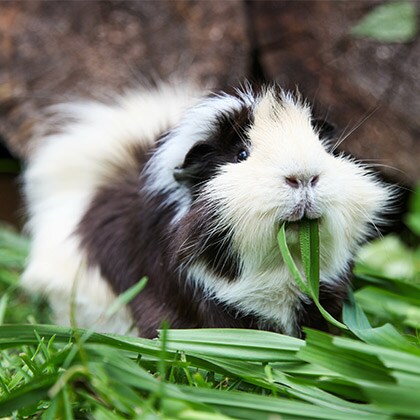 Meerschweinchen_Vorschau