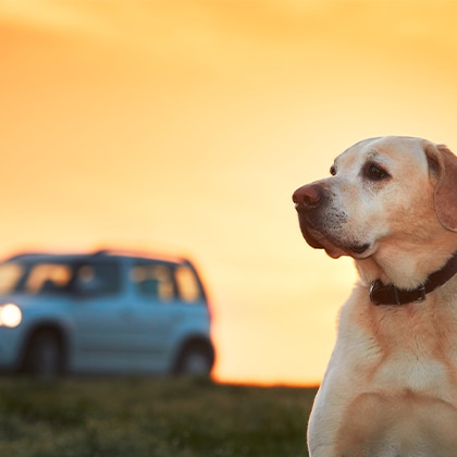 Urlaub_Hund_Vorschau