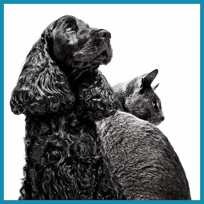 RC_Derma_Kampagne_Vorschau