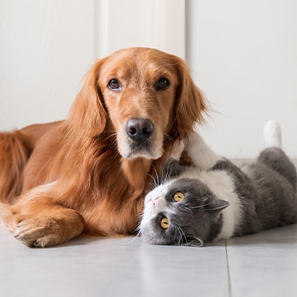 Pankreatitis_Vorschau