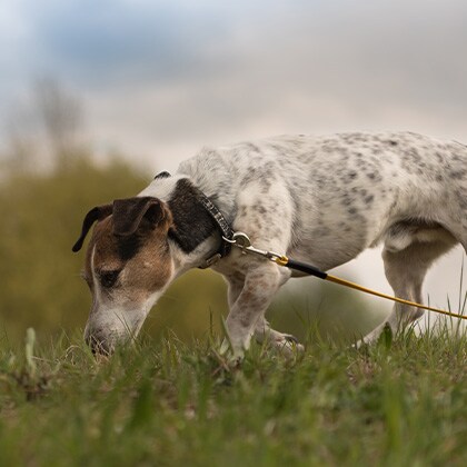 Beitrag_Vorschau_Kot_fressen