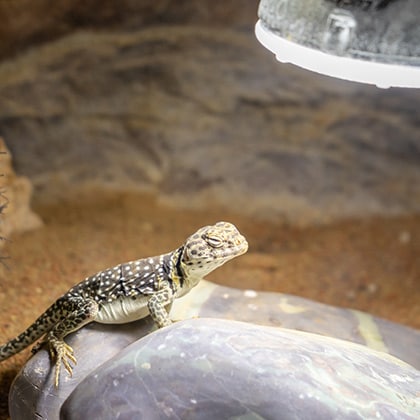 Licht-ins-Dunkel_Vorschau