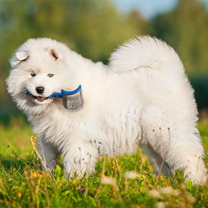 Haut-und_Fellpflege_Hund_Vorschau
