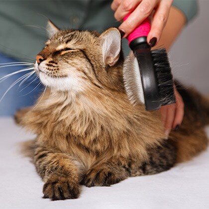 Haut-und_Fellpflege_Katze_Vorschau