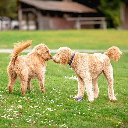 Hundebegegnungen_Vorschau