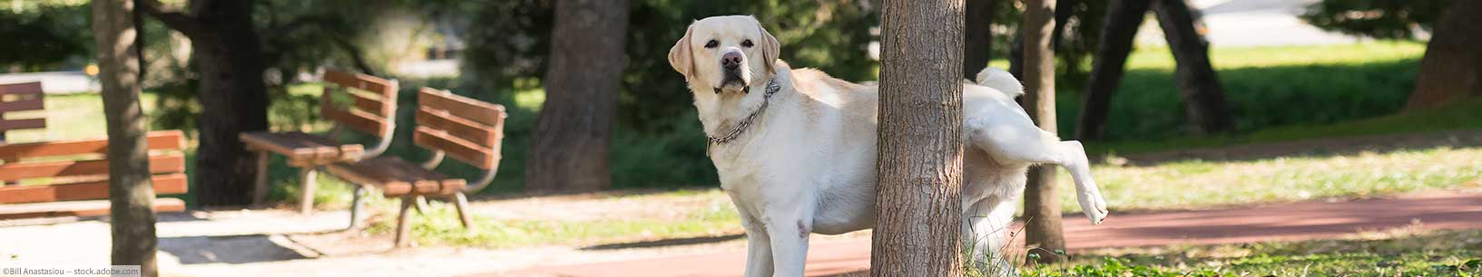 IfItDoesntMatchAnyMedia