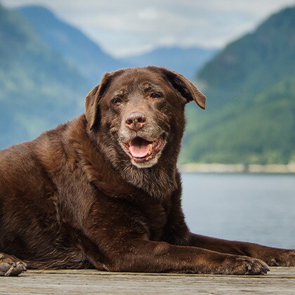 Seniorenhunde-Ernährung_Vorschau