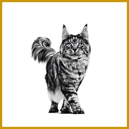 Vorschau_Harnwegserkrankung