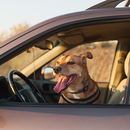 Hitefalle_Auto_Vorschau