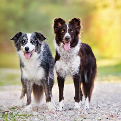 Hundesenioren_Aktivität_Vorschau