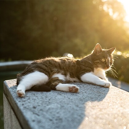 Schmerzerkennung_Katze_Vorschau