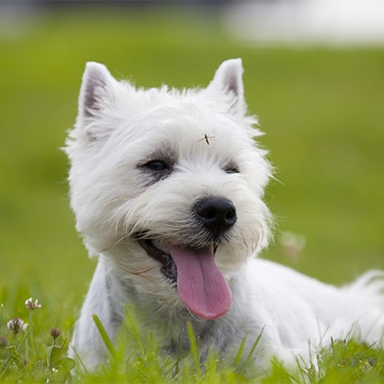 Leishmaniose_Vorschau