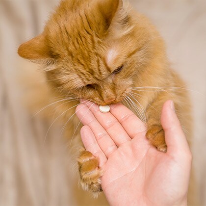 Darmgesundheit_Vorschau