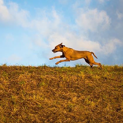 Kreuzbandriss_Vorschau