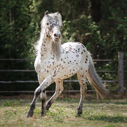 Kreuzverschlag_Vorschau