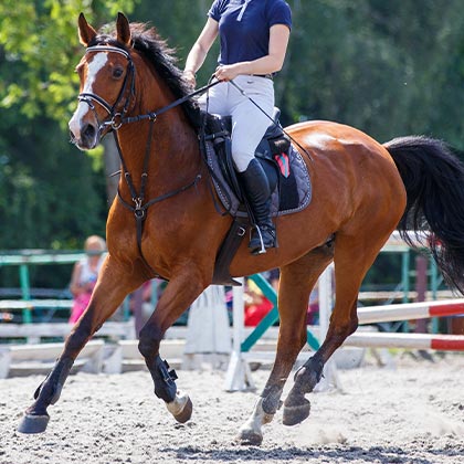 Jungpferde_Futtermittel_Vorschau