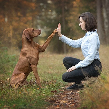 Tierversicherungen_Vorschau