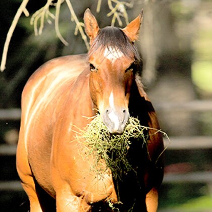 Beitrag_Vorschau_Kolik