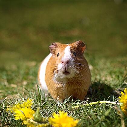 Inappetenz_Meerschweinchen_Vorschau