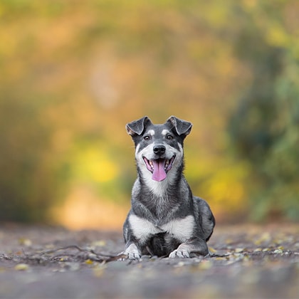 Hund_Demenz_Vorschau