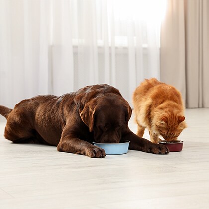 Rekonvaleszens_Vorschau