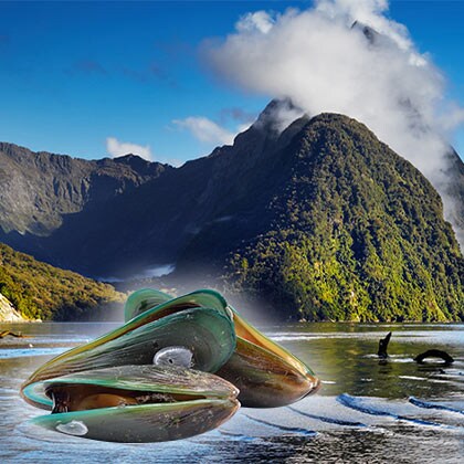 Vorschaubild_Grünlippmuschel